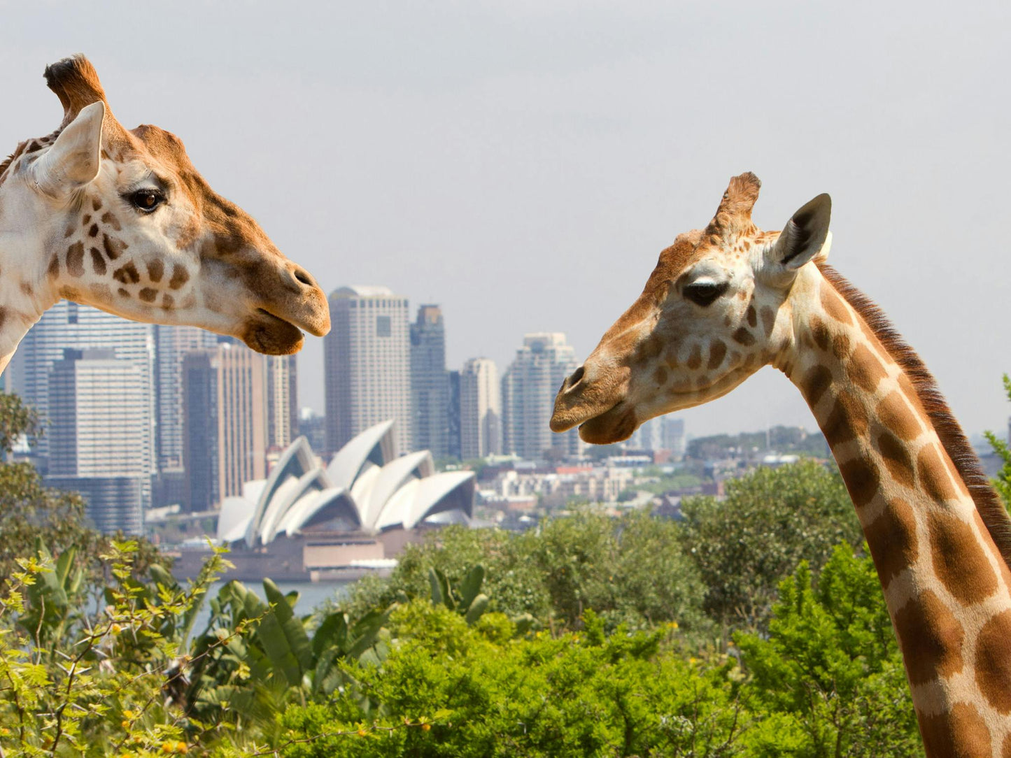 3. Taronga Zoo - Sunday 14/09/25